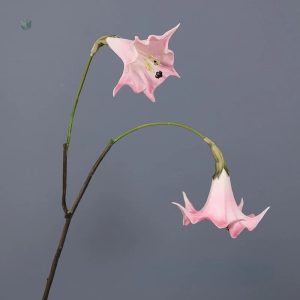 Datura décorative, ajout parfait à votre arrangement floral