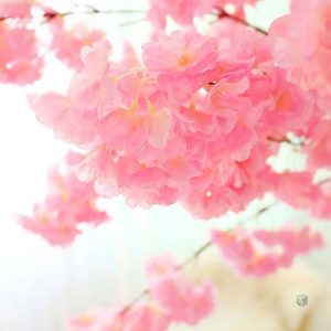 Fleurs de cerisier japonaises en arrangement élégant et coloré