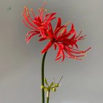 Fleur Higanbana, élégante fleur artificielle