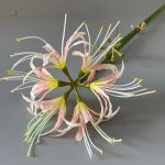 Fleur Higanbana, accessoire idéal pour votre maison