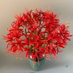 Fleur Higanbana, ajout coloré à votre décoration