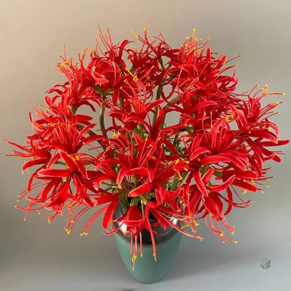 Fleur Higanbana, ajout coloré à votre décoration