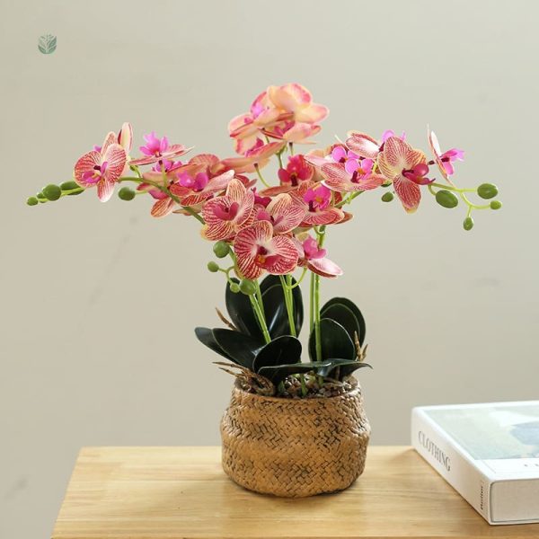 Composition florale d'orchidées, ajout de charme à votre espace