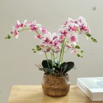 Orchidée en fleurs, symbole d'élégance et de raffinement