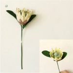 Fleur Protea unique, parfaite pour arrangements floraux