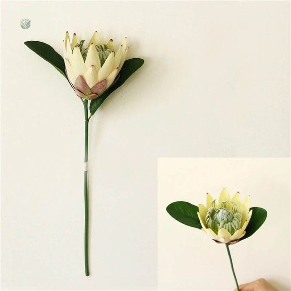 Fleur Protea unique, parfaite pour arrangements floraux