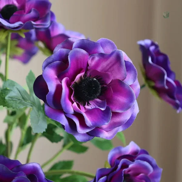 Anémones décoratives, style et longévité
