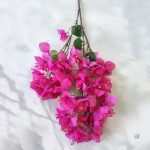 Bougainvillier coloré idéal pour arrangements floraux