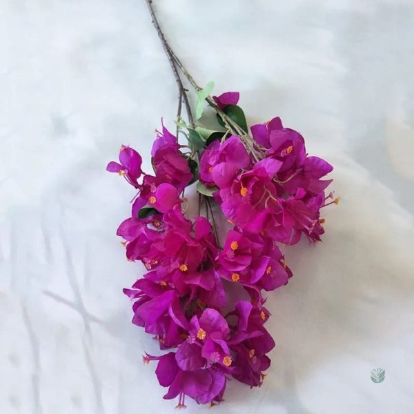 Fleurs Bougainvillier en pot pour décoration extérieure