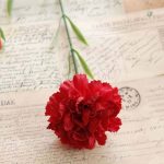 Fleurs Carnation, touches de couleur pour votre intérieur