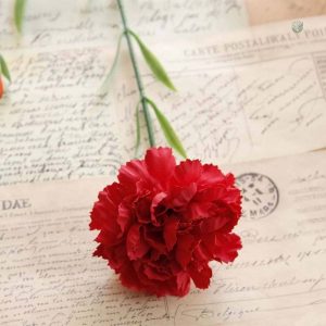Fleurs Carnation, touches de couleur pour votre intérieur