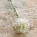 Fleurs Carnation, parfaites pour événements et célébrations