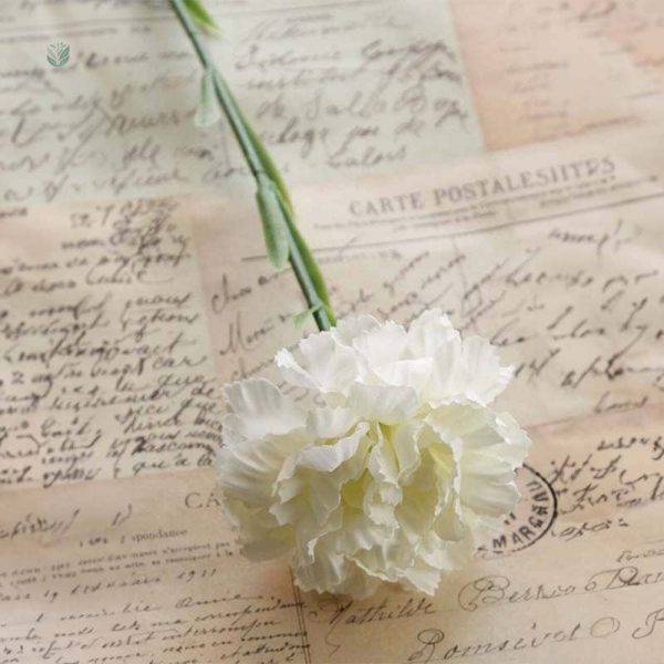 Fleurs Carnation, parfaites pour événements et célébrations