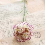 Bouquet coloré de Carnations, embellissement sans entretien