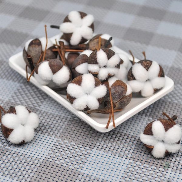 Fleurs de Coton Séchées, décoration naturelle et élégante
