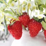 Fleurs fraises artificielles, parfaites pour un centre de table