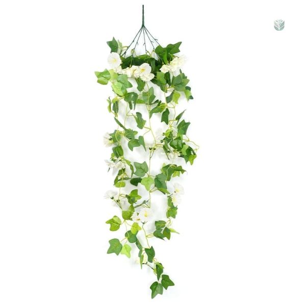 Végétation tombante Morning Glory pour vos espaces intérieurs