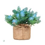Fougère en pot pour embellir votre espace