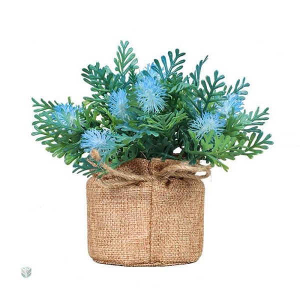 Fougère en pot pour embellir votre espace