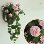 Fleurs géraniums suspendues, décoration d'intérieur raffinée