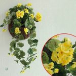 Géraniums synthétiques, embellissement floral, entretien facile