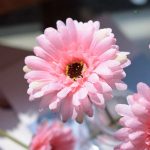 Fleurs artificielles avec gerberas éclatants