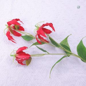 Fleur Gloriosa Superba en pleine floraison