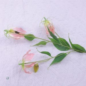 Racines de Gloriosa Superba, plante tropicale unique