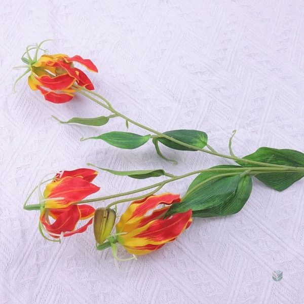Feuillage de Gloriosa Superba, riche et luxuriant