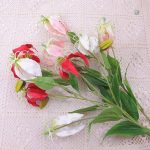 Gloriosa Superba, symbole de beauté exotique