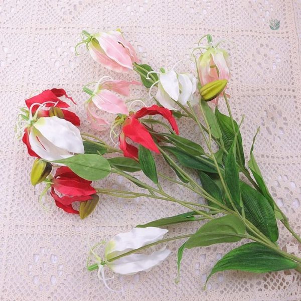Gloriosa Superba, symbole de beauté exotique