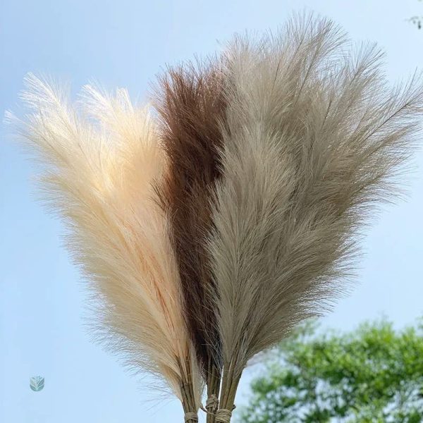 Grande Pampa Artificielle en décoration intérieure