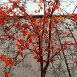 Guirlande décorative avec des feuilles d'automne
