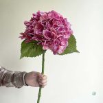 Hortensia haut de gamme pour un décor intemporel