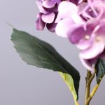 Hortensia économique pour un décor floral durable