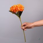 Hortensia à faible entretien pour la maison