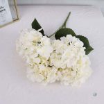 Fleurs d'hortensia blanches, ajout parfait pour une ambiance apaisante