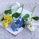 Branche d'hortensia, touche de couleur et de fraîcheur