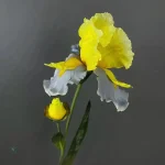 Faux iris barbu, ajout coloré pour votre décoration