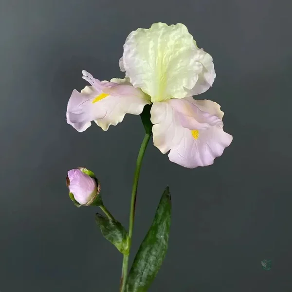 Iris barbu, solution durable pour une ambiance florale