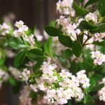 Fleur jasmin artificiel, sans entretien nécessaire