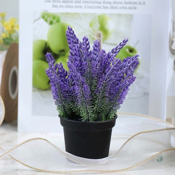 Détails de la lavande en pot, petite plante pour décoration
