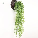Plantes d'intérieur en lierre pour un look naturel