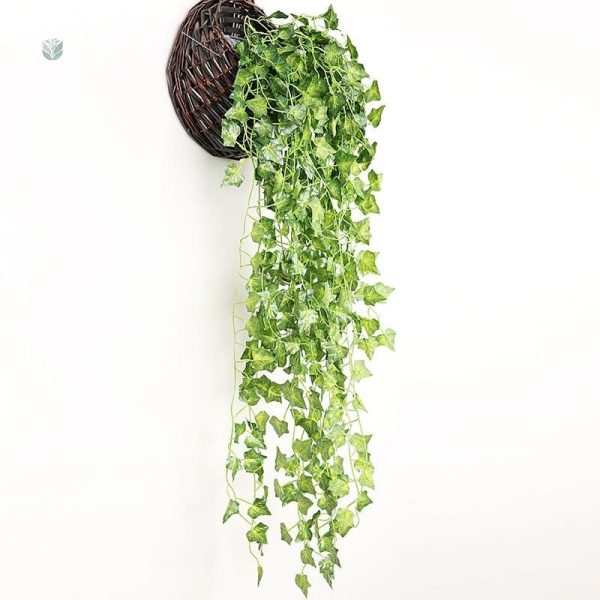 Plantes d'intérieur en lierre pour un look naturel
