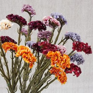 Limonium Sinuatum - plante décorative