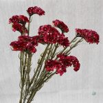 Limonium Sinuatum - fleurs séchées colorées