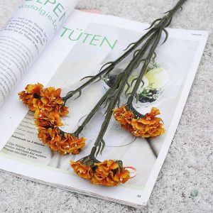 Variété Limonium Sinuatum en pot