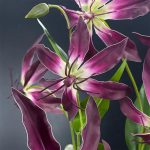 Fleur de Lis de Malabar en offre spéciale