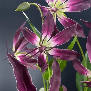 Fleur de Lis de Malabar en offre spéciale