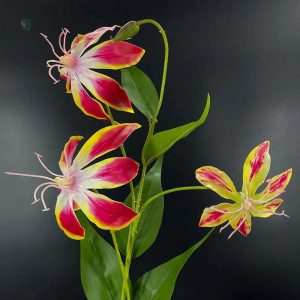 Plante tropicale Lis de Malabar à prix réduit